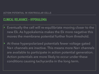 ACTION POTENTIAL IN VENTRICULAR CELLS
CLINICAL RELAVANCE - HYPOKALEMIA
‣ Eventually the cell will re-equilibriate moving closer to the
new Ek. As hypokalemia makes the Ek more negative this
moves the membrane potential further from threshold.
‣ At these hyperpolarized potentials fewer voltage gated
Na+ channels are inactive. This means more Na+ channels
are available to participate in action potential generation.
Action potentials are more likely to occur under these
conditions causing tachycardia in the long term.
 