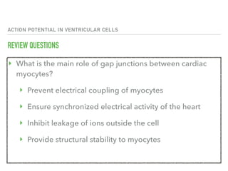 ACTION POTENTIAL IN VENTRICULAR CELLS
REVIEW QUESTIONS
‣ What is the main role of gap junctions between cardiac
myocytes?
‣ Prevent electrical coupling of myocytes
‣ Ensure synchronized electrical activity of the heart
‣ Inhibit leakage of ions outside the cell
‣ Provide structural stability to myocytes
 