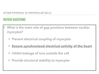 ACTION POTENTIAL IN VENTRICULAR CELLS
REVIEW QUESTIONS
‣ What is the main role of gap junctions between cardiac
myocytes?
‣ Prevent electrical coupling of myocytes
‣ Ensure synchronized electrical activity of the heart
‣ Inhibit leakage of ions outside the cell
‣ Provide structural stability to myocytes
 
