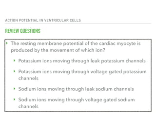 ACTION POTENTIAL IN VENTRICULAR CELLS
REVIEW QUESTIONS
‣ The resting membrane potential of the cardiac myocyte is
produced by the movement of which ion?
‣ Potassium ions moving through leak potassium channels
‣ Potassium ions moving through voltage gated potassium
channels
‣ Sodium ions moving through leak sodium channels
‣ Sodium ions moving through voltage gated sodium
channels
 