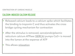 CONTRACTION OF CARDIAC MUSCLE
CALCIUM-INDUCED CALCIUM RELEASE
‣ Released calcium leads to a calcium spike which facilitates
the binding to troponin C and thus activates the cross
bridge cycling mechanism for contraction
‣ After the stimulus is removed, sarco(endo)plasmic
reticulum calcium ATPase (SERCA) pumps Ca2+ is moved
into the lumen at the expense of ATP
‣ This allows relaxation
 