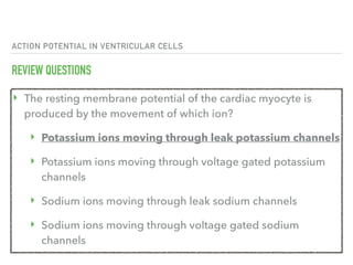 ACTION POTENTIAL IN VENTRICULAR CELLS
REVIEW QUESTIONS
‣ The resting membrane potential of the cardiac myocyte is
produced by the movement of which ion?
‣ Potassium ions moving through leak potassium channels
‣ Potassium ions moving through voltage gated potassium
channels
‣ Sodium ions moving through leak sodium channels
‣ Sodium ions moving through voltage gated sodium
channels
 