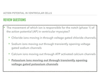 ACTION POTENTIAL IN VENTRICULAR CELLS
REVIEW QUESTIONS
‣ The movement of which ion is responsible for the notch (phase 1) of
the action potential (AP) in ventricular myocytes?
‣ Chloride ions moving in through voltage gated chloride channels.
‣ Sodium ions moving out through transiently opening voltage
gated sodium channels
‣ Calcium ions moving out through ATP activated calcium channels
‣ Potassium ions moving out through transiently opening
voltage gated potassium channels
 