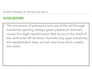ACTION POTENTIAL IN VENTRICULAR CELLS
REVIEW QUESTIONS
‣ The movement of potassium ions out of the cell through
transiently opening voltage gated potassium channels
causes the slight repolarization that occurs in the notch of
the ventricular AP. As these channels only open transiently
the repolarization does not last very long which creates
this notch.
 