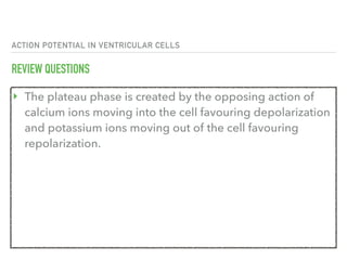 ACTION POTENTIAL IN VENTRICULAR CELLS
REVIEW QUESTIONS
‣ The plateau phase is created by the opposing action of
calcium ions moving into the cell favouring depolarization
and potassium ions moving out of the cell favouring
repolarization.
 
