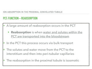 1. the nephron | PDF