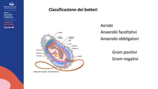 Aerobi
Anaerobi facoltativi
Anaerobi obbligatori
Gram positivi
Gram negativi
Classificazione dei batteri
 
