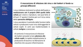 Il meccanismo di infezione dei virus e dei batteri si fonda su
principi differenti
Al contrario il meccanismo di infezione
dei batteri prevede la loro adesione alle
cellule ospiti, la rapida moltiplicazione la
produzione di tossine e la liberazione di
citochine che causano infiammazione.
I virus infettano (entrano) la cellula dell’ospite e
sostituiscono con il proprio DNA quello della
cellula per vivere e riprodursi, non può farlo al
di fuori. E’ questo il motivo per cui il virus viene
detto parassita obbligato.
I virus prendono il controllo delle funzioni della
cellula e producono nuovi virus distruggendo le
cellule ospiti. In certi casi trasformandole in
cellule maligne o cancerose.
 