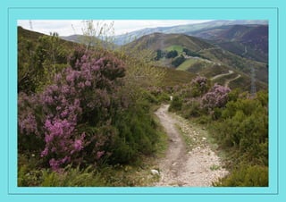 Дана Пулвер: Талмудические Баллады