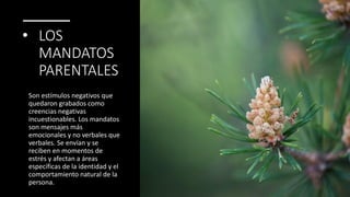 • LOS
MANDATOS
PARENTALES
Son estímulos negativos que
quedaron grabados como
creencias negativas
incuestionables. Los mandatos
son mensajes más
emocionales y no verbales que
verbales. Se envían y se
reciben en momentos de
estrés y afectan a áreas
específicas de la identidad y el
comportamiento natural de la
persona.
 