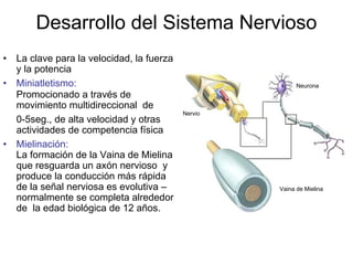Desarrollo del Sistema Nervioso
• La clave para la velocidad, la fuerza
y la potencia
• Miniatletismo:
Promocionado a través de
movimiento multidireccional de
0-5seg., de alta velocidad y otras
actividades de competencia física
• Mielinación:
La formación de la Vaina de Mielina
que resguarda un axón nervioso y
produce la conducción más rápida
de la señal nerviosa es evolutiva –
normalmente se completa alrededor
de la edad biológica de 12 años.
Neurona
Nervio
Vaina de Mielina
 