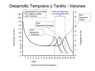 5
Velocidades Pico de Altura
PHV (sigla en inglés)
para 3 varones
PHV
Desarrollo
Temprano
PHV
Desarrollo Promedio.
PHV
Desarrollo
Tardío
4 años de diferencia
en el desarrollo físico
Centímetros
por
año
Pulgadas
por
año
Índice de Aumento de estatura
Edad
Desarrollo Temprano y Tardío - Varones
 