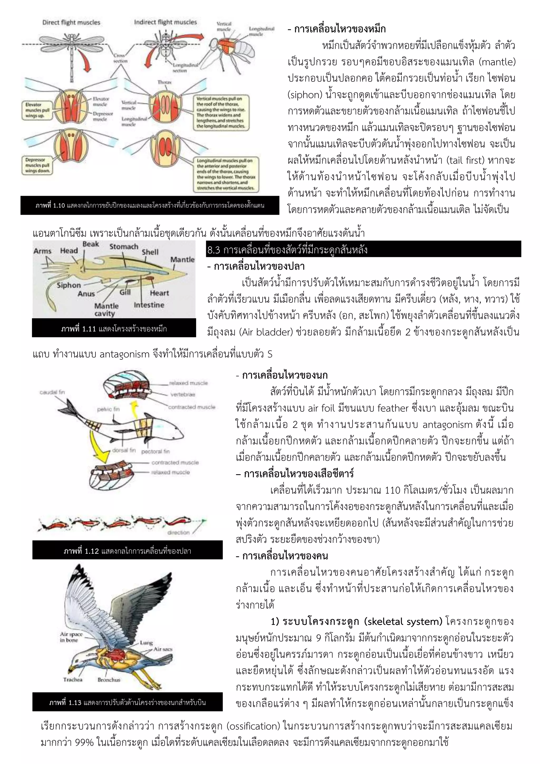 แอนตาโกนิซึม เพราะเปนกลามเนือชุดเดียวกัน ดังนันเคลือนทีของหมึกจึงอาศัยแรงดันนา
แถบ ทางานแบบ antagonism จึงทา หมีการเคลือนทีแบบตัว S
ภาพที่ 1.10 แสดงกล กการขยับปกของแมลงและโครงสรางทีเกียวของกับการกระโดดของตักแตน
- การเคลื่อนไหวของหมึก
หมึกเปนสัตวจาพวกหอยทีมีเปลือกแขงหุมตัว ลาตัว
เปนรูปกรวย รอบ คอมีขอบอิสระของแมนเทิล (mantle)
ประกอบเปนปลอกคอ ตคอมีกรวยเปนทอนา เรียก ซฟอน
(siphon) นาจะถูกดูดเขาและบีบออกจากชองแมนเทิล โดย
การหดตัวและขยายตัวของกลามเนือแมนเทิล ถา ซฟอนชี ป
ทางหนวดของหมึก แลวแมนเทิลจะปดรอบ ฐานของ ซฟอน
จากนันแมนเทิลจะบีบตัวดันนาพุงออก ปทาง ซฟอน จะเปน
ผล หหมึกเคลือน ปโดยดานหลังนาหนา (tail first) หากจะ
หดานทองนาหนา ซฟอน จะโคงกลับเมือบีบนาพุง ป
ดานหนา จะทา หหมึกเคลือนทีโดยทอง ปกอน การทางาน
โดยการหดตัวและคลายตัวของกลามเนือแมนเติล มจัดเปน
ภาพที่ 1.11 แสดงโครงสรางของหมึก
8.3 การเคลือนทีของสัตวทีมีกระดูกสันหลัง
- การเคลื่อนไหวของปลา
เปนสัตวนามีการปรับตัว หเหมาะสมกับการดารงชีวิตอยู นนา โดยการมี
ลาตัวทีเรียวแบน มีเมือกลืน เพือลดแรงเสียดทาน มีครีบเดียว (หลัง, หาง, ทวาร) ช
บังคับทิศทาง ปขางหนา ครีบหลัง (อก, สะโพก) ชพยุงลาตัวเคลือนทีขึนลงแนวดิง
มีถุงลม (Air bladder) ชวยลอยตัว มีกลามเนือยึด 2 ขางของกระดูกสันหลังเปน
แถบ ทางานแบบ antagonism จึงทา หมีการเคลือนทีแบบตัว S
ภาพที่ 1.12 แสดงกล กการเคลือนทีของปลา
- การเคลื่อนไหวของนก
สัตวทีบิน ด มีนาหนักตัวเบา โดยการมีกระดูกกลวง มีถุงลม มีปก
ทีมีโครงสรางแบบ air foil มีขนแบบ feather ซึงเบา และอุมลม ขณะบิน
ชกลามเนือ 2 ชุด ทางานประสานกันแบบ antagonism ดังนี เมือ
กลามเนือยกปกหดตัว และกลามเนือกดปกคลายตัว ปกจะยกขึน แตถา
เมือกลามเนือยกปกคลายตัว และกลามเนือกดปกหดตัว ปกจะขยับลงขึน
– การเคลื่อนไหวของเสือชีตาร์
เคลือนที ดเรวมาก ประมาณ 110 กิโลเมตร/ชัวโมง เปนผลมาก
จากความสามารถ นการโคงงอของกระดูกสันหลัง นการเคลือนทีและเมือ
พุงตัวกระดูกสันหลังจะเหยียดออก ป (สันหลังจะมีสวนสาคัญ นการชวย
สปริงตัว ระยะยืดของชวงกวางของขา)
- การเคลื่อนไหวของคน
การเคลือน หวของคนอาศัยโครงสรางสาคัญ ดแก กระดูก
กลามเนือ และเอน ซึงทาหนาทีประสานกอ หเกิดการเคลือน หวของ
รางกาย ด
1) ระบบโครงกระดูก (skeletal system) โครงกระดูกของ
มนุษยหนักประมาณ 9 กิโลกรัม มีตนกาเนิดมาจากกระดูกออน นระยะตัว
ออนซึงอยู นครรภมารดา กระดูกออนเปนเนือเยือทีคอนขางขาว เหนียว
และยืดหยุน ด ซึงลักษณะดังกลาวเปนผลทา หตัวออนทนแรงอัด แรง
กระทบกระแทก ดดี ทา หระบบโครงกระดูก มเสียหาย ตอมามีการสะสม
ของเกลือแรตาง มีผลทา หกระดูกออนเหลานันกลายเปนกระดูกแขง
เรียกกระบวนการดังกลาววา การสรางกระดูก(ossification) น
กระบวนการสรางกระดูกพบวาจะมีการสะสมแคลเซียมมากกวา 99% น
เนือกระดูก เมือ ดทีระดับแคลเซียม นเลือดลดลง จะมีการดึงแคลเซียม
ภาพที่ 1.13 แสดงการปรับตัวดานโครงรางของนกสาหรับบิน
เรียกกระบวนการดังกลาววา การสรางกระดูก (ossification) นกระบวนการสรางกระดูกพบวาจะมีการสะสมแคลเซียม
มากกวา 99% นเนือกระดูก เมือ ดทีระดับแคลเซียม นเลือดลดลง จะมีการดึงแคลเซียมจากกระดูกออกมา ช
 