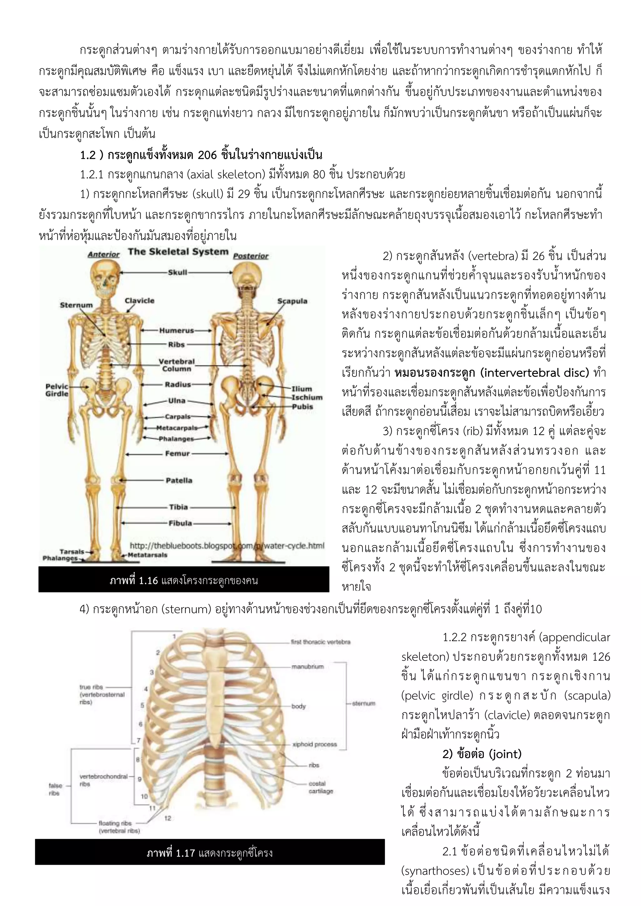 กระดูกสวนตาง ตามรางกาย ดรับการออกแบมาอยางดีเยียม เพือ ช นระบบการทางานตาง ของรางกาย ทา ห
กระดูกมีคุณสมบัติพิเศษ คือ แขงแรง เบา และยืดหยุน ด จึง มแตกหักโดยงาย และถาหากวากระดูกเกิดการชารุดแตกหัก ป ก
จะสามารถซอมแซมตัวเอง ด กระดุกแตละชนิดมีรูปรางและขนาดทีแตกตางกัน ขึนอยูกับประเภทของงานและตาแหนงของ
กระดูกชินนัน นรางกาย เชน กระดูกแทงยาว กลวง มี ขกระดูกอยูภาย น กมักพบวาเปนกระดูกตนขา หรือถาเปนแผนกจะ
เปนกระดูกสะโพก เปนตน
1.2 ) กระดูกแข็งทั้งหมด 206 ชิ้นในร่างกายแบ่งเป็น
1.2.1 กระดูกแกนกลาง (axial skeleton) มีทังหมด 80 ชิน ประกอบดวย
1) กระดูกกะโหลกศีรษะ (skull) มี 29 ชิน เปนกระดูกกะโหลกศีรษะ และกระดูกยอยหลายชินเชือมตอกัน นอกจากนี
ยังรวมกระดูกที บหนา และกระดูกขากรร กร ภาย นกะโหลกศีรษะมีลักษณะคลายถุงบรรจุเนือสมองเอา ว กะโหลกศีรษะทา
หนาทีหอหุมและปองกันมันสมองทีอยูภาย น
4) กระดูกหนาอก (sternum) อยูทางดานหนาของชวงอกเปนทียึดของกระดูกซีโครงตังแตคูที 1 ถึงคูที10
ภาพที่ 1.16 แสดงโครงกระดูกของคน
2) กระดูกสันหลัง (vertebra) มี 26 ชิน เปนสวน
หนึงของกระดูกแกนทีชวยคาจุนและรองรับนาหนักของ
รางกาย กระดูกสันหลังเปนแนวกระดูกทีทอดอยูทางดาน
หลังของรางกายประกอบดวยกระดูกชินเลก เปนขอ
ติดกัน กระดูกแตละขอเชือมตอกันดวยกลามเนือและเอน
ระหวางกระดูกสันหลังแตละขอจะมีแผนกระดูกออนหรือที
เรียกกันวา หมอนรองกระดูก (intervertebral disc) ทา
หนาทีรองและเชือมกระดูกสันหลังแตละขอเพือปองกันการ
เสียดสี ถากระดูกออนนีเสือม เราจะ มสามารถบิดหรือเอียว
3) กระดูกซีโครง (rib) มีทังหมด 12 คู แตละคูจะ
ตอกับดานขางของกระดูกสันหลังสวนทรวงอก และ
ดานหนาโคงมาตอเชือมกับกระดูกหนาอกยกเวนคูที 11
และ 12 จะมีขนาดสัน มเชือมตอกับกระดูกหนาอกระหวาง
กระดูกซีโครงจะมีกลามเนือ 2 ชุดทางานหดและคลายตัว
สลับกันแบบแอนทาโกนนิซึม ดแกกลามเนือยึดซีโครงแถบ
นอกและกลามเนือยึดซีโครงแถบ น ซึงการทางานของ
ซีโครงทัง 2 ชุดนีจะทา หซีโครงเคลือนขึนและลง นขณะ
หาย จ
4) กระดูกหนาอก (sternum) อยูทางดานหนาของชวงอก
เปนทียึดของกระดูกซีโครงตังแตคูที 1 ถึงคูที10
ภาพที่ 1.17 แสดงกระดูกซีโครง
1.2.2 กระดูกรยางค (appendicular
skeleton) ประกอบดวยกระดูกทังหมด 126
ชิน ดแกกระดูกแขนขา กระดูกเชิงกาน
(pelvic girdle) กระดูกสะบัก (scapula)
กระดูก หปลารา (clavicle) ตลอดจนกระดูก
ฝามือฝาเทากระดูกนิว
2) ข้อต่อ (joint)
ขอตอเปนบริเวณทีกระดูก 2 ทอนมา
เชือมตอกันและเชือมโยง หอวัยวะเคลือน หว
ด ซึงสามารถแบง ดตามลักษณะการ
เคลือน หว ดดังนี
2.1 ขอตอชนิดทีเคลือน หว ม ด
(synarthoses) เปนขอตอทีประกอบดวย
เนือเยือเกียวพันทีเปนเสน ย มีความแขงแรง
 