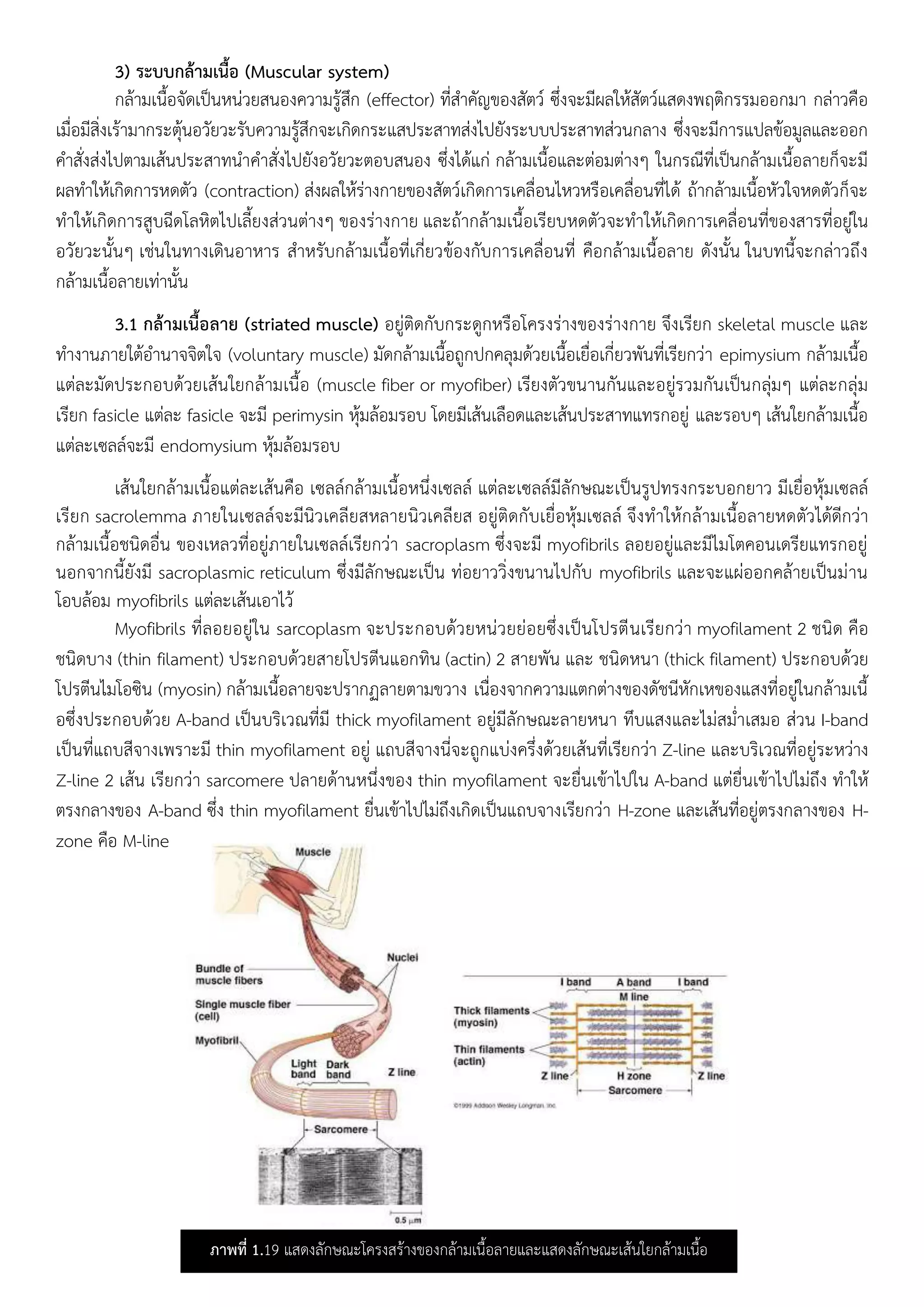 3) ระบบกล้ามเนื้อ (Muscular system)
กลามเนือจัดเปนหนวยสนองความรูสึก (effector) ทีสาคัญของสัตว ซึงจะมีผล หสัตวแสดงพฤติกรรมออกมา กลาวคือ
เมือมีสิงเรามากระตุนอวัยวะรับความรูสึกจะเกิดกระแสประสาทสง ปยังระบบประสาทสวนกลาง ซึงจะมีการแปลขอมูลและออก
คาสังสง ปตามเสนประสาทนาคาสัง ปยังอวัยวะตอบสนอง ซึง ดแก กลามเนือและตอมตาง นกรณีทีเปนกลามเนือลายกจะมี
ผลทา หเกิดการหดตัว (contraction) สงผล หรางกายของสัตวเกิดการเคลือน หวหรือเคลือนที ด ถากลามเนือหัว จหดตัวกจะ
ทา หเกิดการสูบฉีดโลหิต ปเลียงสวนตาง ของรางกาย และถากลามเนือเรียบหดตัวจะทา หเกิดการเคลือนทีของสารทีอยู น
อวัยวะนัน เชน นทางเดินอาหาร สาหรับกลามเนือทีเกียวของกับการเคลือนที คือกลามเนือลาย ดังนัน นบทนีจะกลาวถึง
กลามเนือลายเทานัน
3.1 กล้ามเนื้อลาย (striated muscle) อยูติดกับกระดูกหรือโครงรางของรางกาย จึงเรียก skeletal muscle และ
ทางานภาย ตอานาจจิต จ (voluntary muscle) มัดกลามเนือถูกปกคลุมดวยเนือเยือเกียวพันทีเรียกวา epimysium กลามเนือ
แตละมัดประกอบดวยเสน ยกลามเนือ (muscle fiber or myofiber) เรียงตัวขนานกันและอยูรวมกันเปนกลุม แตละกลุม
เรียก fasicle แตละ fasicle จะมี perimysin หุมลอมรอบ โดยมีเสนเลือดและเสนประสาทแทรกอยู และรอบ เสน ยกลามเนือ
แตละเซลลจะมี endomysium หุมลอมรอบ
เสน ยกลามเนือแตละเสนคือ เซลลกลามเนือหนึงเซลล แตละเซลลมีลักษณะเปนรูปทรงกระบอกยาว มีเยือหุมเซลล
เรียก sacrolemma ภาย นเซลลจะมีนิวเคลียสหลายนิวเคลียส อยูติดกับเยือหุมเซลล จึงทา หกลามเนือลายหดตัว ดดีกวา
กลามเนือชนิดอืน ของเหลวทีอยูภาย นเซลลเรียกวา sacroplasm ซึงจะมี myofibrils ลอยอยูและมี มโตคอนเดรียแทรกอยู
นอกจากนียังมี sacroplasmic reticulum ซึงมีลักษณะเปน ทอยาววิงขนาน ปกับ myofibrils และจะแผออกคลายเปนมาน
โอบลอม myofibrils แตละเสนเอา ว
Myofibrils ทีลอยอยู น sarcoplasm จะประกอบดวยหนวยยอยซึงเปนโปรตีนเรียกวา myofilament 2 ชนิด คือ
ชนิดบาง (thin filament) ประกอบดวยสายโปรตีนแอกทิน (actin) 2 สายพัน และ ชนิดหนา (thick filament) ประกอบดวย
โปรตีน มโอซิน (myosin) กลามเนือลายจะปรากฏลายตามขวาง เนืองจากความแตกตางของดัชนีหักเหของแสงทีอยู นกลามเนื
อซึงประกอบดวย A-band เปนบริเวณทีมี thick myofilament อยูมีลักษณะลายหนา ทึบแสงและ มสมาเสมอ สวน I-band
เปนทีแถบสีจางเพราะมี thin myofilament อยู แถบสีจางนีจะถูกแบงครึงดวยเสนทีเรียกวา Z-line และบริเวณทีอยูระหวาง
Z-line 2 เสน เรียกวา sarcomere ปลายดานหนึงของ thin myofilament จะยืนเขา ป น A-band แตยืนเขา ป มถึง ทา ห
ตรงกลางของ A-band ซึง thin myofilament ยืนเขา ป มถึงเกิดเปนแถบจางเรียกวา H-zone และเสนทีอยูตรงกลางของ H-
zone คือ M-line
ภาพที่ 1.19 แสดงลักษณะโครงสรางของกลามเนือลายและแสดงลักษณะเสน ยกลามเนือ
 