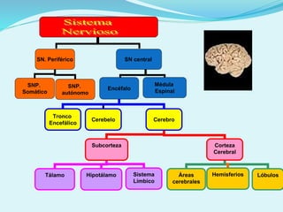 .
SN. Periférico SN central
SNP.
Somático
SNP.
autónomo
Encéfalo
Médula
Espinal
Tronco
Encefálico
Cerebelo Cerebro
Subcorteza Corteza
Cerebral
Tálamo Hipotálamo Sistema
Límbico
Áreas
cerebrales
Hemisferios Lóbulos
 