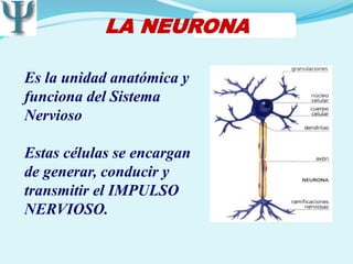 LA NEURONA
Es la unidad anatómica y
funciona del Sistema
Nervioso
Estas células se encargan
de generar, conducir y
transmitir el IMPULSO
NERVIOSO.
 
