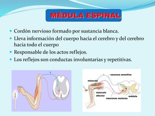  Cordón nervioso formado por sustancia blanca.
 Lleva información del cuerpo hacia el cerebro y del cerebro
hacia todo el cuerpo
 Responsable de los actos reflejos.
 Los reflejos son conductas involuntarias y repetitivas.
 