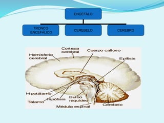 ENCEFÁLO
TRONCO
ENCEFÁLICO
CEREBELO CEREBRO
 