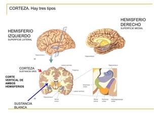 CORTEZA. Hay tres tipos
HEMISFERIO
IZQUIERDO
SUPERFICIE LATERAL
HEMISFERIO
DERECHO
SUPERFICIE MEDIAL
CORTE
VERTICAL DE
AMBOS
HEMISFERIOS
CORTEZA
SUSTANCIA GRIS
SUSTANCIA
BLANCA
 