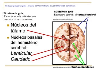 Nivel de organización orgánico – funcional CORTE HORIZONTAL DE LOS HEMISFERIOS CEREBRALES
 Núcleos del
tálamo
 Núcleos basales
del hemisferio
cerebral:
Lenticular
Caudado
Sustancia gris
Estructuras subcorticales: POR
DEBAJO DE LA CORTEZA CEREBRAL
EXTREMO ANTERIOR (FRONTAL) Sustancia blanca
Sustancia gris
Estructura cortical: la corteza cerebral
EXTREMO POSTERIOR (OCCIPITAL)
 