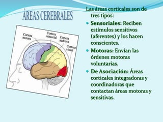 Las áreas corticales son de
tres tipos:
 Sensoriales: Reciben
estímulos sensitivos
(aferentes) y los hacen
conscientes.
 Motoras: Envían las
órdenes motoras
voluntarias.
 De Asociación: Áreas
corticales integradoras y
coordinadoras que
contactan áreas motoras y
sensitivas.
 