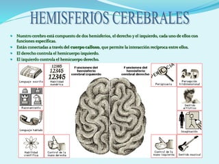  Nuestro cerebro está compuesto de dos hemisferios, el derecho y el izquierdo, cada uno de ellos con
funciones específicas.
 Están conectadas a través del cuerpo calloso, que permite la interacción recíproca entre ellos.
 El derecho controla el hemicuerpo izquierdo.
 El izquierdo controla el hemicuerpo derecho.
 