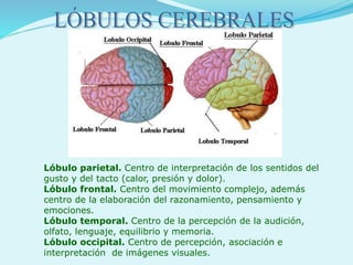 Lóbulo parietal. Centro de interpretación de los sentidos del
gusto y del tacto (calor, presión y dolor).
Lóbulo frontal. Centro del movimiento complejo, además
centro de la elaboración del razonamiento, pensamiento y
emociones.
Lóbulo temporal. Centro de la percepción de la audición,
olfato, lenguaje, equilibrio y memoria.
Lóbulo occipital. Centro de percepción, asociación e
interpretación de imágenes visuales.
 