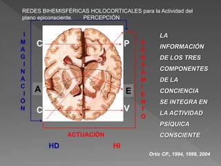 HD
C V
A E
C P
HI
I
M
A
G
I
N
A
C
I
Ó
N
REDES BIHEMISFÉRICAS HOLOCORTICALES para la Actividad del
plano epiconsciente. PERCEPCIÓN
P
E
N
S
A
M
I
E
N
T
O
ACTUACIÓN
LA
INFORMACIÓN
DE LOS TRES
COMPONENTES
DE LA
CONCIENCIA
SE INTEGRA EN
LA ACTIVIDAD
PSÍQUICA
CONSCIENTE
Ortiz CP., 1994, 1999, 2004
 