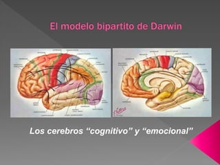 Los cerebros “cognitivo” y “emocional”
 