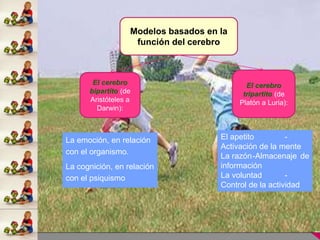 Modelos basados en la
función del cerebro
El cerebro
bipartito (de
Aristóteles a
Darwin):
El cerebro
tripartito (de
Platón a Luria):
La emoción, en relación
con el organismo.
La cognición, en relación
con el psiquismo
El apetito -
Activación de la mente
La razón-Almacenaje de
información
La voluntad -
Control de la actividad
 