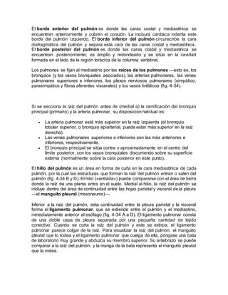 El borde anterior del pulmón es donde las caras costal y mediastínica se
encuentran anteriormente y cubren el corazón. La incisura cardíaca indenta este
borde del pulmón izquierdo. El borde inferior del pulmón circunscribe la cara
diafragmática del pulmón y separa esta cara de las caras costal y mediastínica.
El borde posterior del pulmón es donde las caras costal y mediastínica se
encuentran posteriormente; es amplio y redondeado y se sitúa en la cavidad
formada en el lado de la región torácica de la columna vertebral.
Los pulmones se fijan al mediastino por las raíces de los pulmones —esto es, los
bronquios (y los vasos bronquiales asociados), las arterias pulmonares, las venas
pulmonares superiores e inferiores, los plexos nerviosos pulmonares (simpático,
parasimpático y fibras aferentes viscerales) y los vasos linfáticos (fig. 4-34).
Si se secciona la raíz del pulmón antes de (medial a) la ramificación del bronquio
principal (primario) y la arteria pulmonar, su disposición habitual es:
 La arteria pulmonar está más superior en la raíz izquierda (el bronquio
lobular superior, o bronquio epiarterial, puede estar más superior en la raíz
derecha).
 Las venas pulmonares superiores e inferiores son las más anteriores e
inferiores, respectivamente.
 El bronquio principal se sitúa contra y aproximadamente en el centro del
límite posterior, con los vasos bronquiales discurriendo sobre su superficie
externa (normalmente sobre la cara posterior en este punto).
El hilio del pulmón es un área en forma de cuña en la cara mediastínica de cada
pulmón, por la cual las estructuras que forman la raíz del pulmón entran o salen del
pulmón (fig. 4-34 B y D). El hilio («entrada») puede compararse con el área de tierra
donde la raíz de una planta entra en el suelo. Medial al hilio, la raíz del pulmón se
incluye dentro del área de continuidad entre las hojas parietal y visceral de la pleura
—el manguito pleural (mesoneumo)—.
Inferior a la raíz del pulmón, esta continuidad entre la pleura parietal y la visceral
forma el ligamento pulmonar, que se extiende entre el pulmón y el mediastino,
inmediatamente anterior al esófago (fig. 4-34 A a D). El ligamento pulmonar consta
de una doble capa de pleura separada por una pequeña cantidad de tejido
conectivo. Cuando se corta la raíz del pulmón y este se extirpa, el ligamento
pulmonar parece colgar de la raíz. Para visualizar la raíz del pulmón, el manguito
pleural que lo rodea y el ligamento pulmonar que cuelga de ella, póngase una bata
de laboratorio muy grande y abduzca su miembro superior. Su antebrazo se puede
comparar a la raíz del pulmón, y la manga de la bata representa el manguito pleural
que la rodea.
 