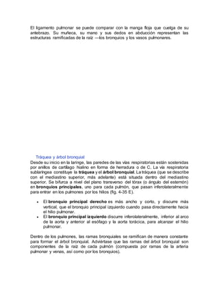 El ligamento pulmonar se puede comparar con la manga floja que cuelga de su
antebrazo. Su muñeca, su mano y sus dedos en abducción representan las
estructuras ramificadas de la raíz —los bronquios y los vasos pulmonares.
Tráquea y árbol bronquial
Desde su inicio en la laringe, las paredes de las vías respiratorias están sostenidas
por anillos de cartílago hialino en forma de herradura o de C. La vía respiratoria
sublaríngea constituye la tráquea y el árbol bronquial. La tráquea (que se describe
con el mediastino superior, más adelante) está situada dentro del mediastino
superior. Se bifurca a nivel del plano transverso del tórax (o ángulo del esternón)
en bronquios principales, uno para cada pulmón, que pasan inferolateralmente
para entrar en los pulmones por los hilios (fig. 4-35 E).
 El bronquio principal derecho es más ancho y corto, y discurre más
vertical, que el bronquio principal izquierdo cuando pasa directamente hacia
el hilio pulmonar.
 El bronquio principal izquierdo discurre inferolateralmente, inferior al arco
de la aorta y anterior al esófago y la aorta torácica, para alcanzar el hilio
pulmonar.
Dentro de los pulmones, las ramas bronquiales se ramifican de manera constante
para formar el árbol bronquial. Adviértase que las ramas del árbol bronquial son
componentes de la raíz de cada pulmón (compuesta por ramas de la arteria
pulmonar y venas, así como por los bronquios).
 