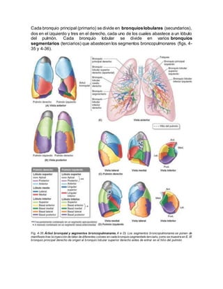 Cada bronquio principal (primario) se divide en bronquioslobulares (secundarios),
dos en el izquierdo y tres en el derecho, cada uno de los cuales abastece a un lóbulo
del pulmón. Cada bronquio lobular se divide en varios bronquios
segmentarios (terciarios) que abastecen los segmentos broncopulmonares (figs. 4-
35 y 4-36).
Fig. 4-35. Árbol bronquial y segmentos broncopulmonares. A a D) Los segmentos broncopulmonares se ponen de
manifiesto tras la inyección de látex de diferentes colores en cada bronquio segmentario terciario, como se muestra en E. El
bronquio principal derecho da origen al bronquio lobular superior derecho antes de entrar en el hilio del pulmón.
 