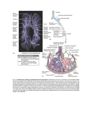 Fig. 4-36. Estructura interna y organización de lospulmones. A) Estudio de TC de la vía aérea en 3D. B) Subdivisiones
del árbol bronquial. C) Los alvéolos, los bronquios ylas arterias pulmonaresdiscurren a la par y se bifurcan al unísono. Las
ramas segmentarias (terciarias) abastecen los segmentos broncopulmonares. Cada arteria pulmonar intrasegmentaria, que
transporta sangre poco oxigenada, termina en un plexo capilar en las paredes de los sacos alveolaresylos alvéolos, donde
se intercambian el oxígeno y el dióxido de carbono. Las venas pulmonares intersegmentarias se originan de los capilares
pulmonares, ytransportan sangre oxigenada al corazón. Las arteriasbronquialesse distribuyen a lo largo del árbol bronquial
y lo irrigan. Sus ramas más distalesirrigan los lechoscapilares drenadospor las venas pulmonares, así como losde la pleura
visceral. De este modo,una cantidad muypequeña de sangre poco oxigenada drena en lasvenas pulmonaresque transportan
sangre muy oxigenada.
 