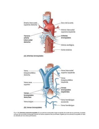 Fig. 4-38. Arteriasy venasbronquiales. A) Las arterias bronquialesirrigan lostejidos de sostén de los pulmones yla pleura
visceral. B) Las venas bronquiales drenan los lechoscapilaresmás proximales irrigados por las arteriasbronquiales;el resto
es drenado por las venas pulmonares.
 