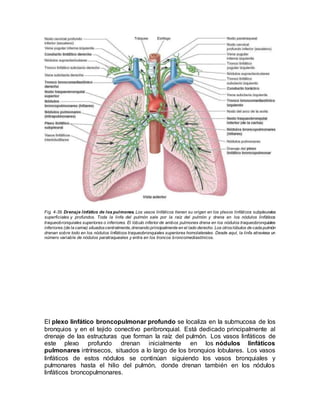 Fig. 4-39. Drenaje linfático de los pulmones. Los vasos linfáticos tienen su origen en los plexos linfáticos subpleurales
superficiales y profundos. Toda la linfa del pulmón sale por la raíz del pulmón y drena en los nódulos linfáticos
traqueobronquiales superiores o inferiores. El lóbulo inferior de ambos pulmones drena en los nódulos traqueobronquiales
inferiores (de la carina) situadoscentralmente,drenando principalmente en el lado derecho. Los otroslóbulos de cada pulmón
drenan sobre todo en los nódulos linfáticos traqueobronquiales superiores homolaterales. Desde aquí, la linfa atraviesa un
número variable de nódulos paratraqueales y entra en los troncos broncomediastínicos.
El plexo linfático broncopulmonar profundo se localiza en la submucosa de los
bronquios y en el tejido conectivo peribronquial. Está dedicado principalmente al
drenaje de las estructuras que forman la raíz del pulmón. Los vasos linfáticos de
este plexo profundo drenan inicialmente en los nódulos linfáticos
pulmonares intrínsecos, situados a lo largo de los bronquios lobulares. Los vasos
linfáticos de estos nódulos se continúan siguiendo los vasos bronquiales y
pulmonares hasta el hilio del pulmón, donde drenan también en los nódulos
linfáticos broncopulmonares.
 