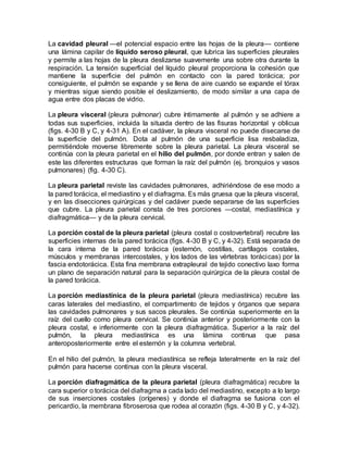 La cavidad pleural —el potencial espacio entre las hojas de la pleura— contiene
una lámina capilar de líquido seroso pleural, que lubrica las superficies pleurales
y permite a las hojas de la pleura deslizarse suavemente una sobre otra durante la
respiración. La tensión superficial del líquido pleural proporciona la cohesión que
mantiene la superficie del pulmón en contacto con la pared torácica; por
consiguiente, el pulmón se expande y se llena de aire cuando se expande el tórax
y mientras sigue siendo posible el deslizamiento, de modo similar a una capa de
agua entre dos placas de vidrio.
La pleura visceral (pleura pulmonar) cubre íntimamente al pulmón y se adhiere a
todas sus superficies, incluida la situada dentro de las fisuras horizontal y oblicua
(figs. 4-30 B y C, y 4-31 A). En el cadáver, la pleura visceral no puede disecarse de
la superficie del pulmón. Dota al pulmón de una superficie lisa resbaladiza,
permitiéndole moverse libremente sobre la pleura parietal. La pleura visceral se
continúa con la pleura parietal en el hilio del pulmón, por donde entran y salen de
este las diferentes estructuras que forman la raíz del pulmón (ej. bronquios y vasos
pulmonares) (fig. 4-30 C).
La pleura parietal reviste las cavidades pulmonares, adhiriéndose de ese modo a
la pared torácica, el mediastino y el diafragma. Es más gruesa que la pleura visceral,
y en las disecciones quirúrgicas y del cadáver puede separarse de las superficies
que cubre. La pleura parietal consta de tres porciones —costal, mediastínica y
diafragmática— y de la pleura cervical.
La porción costal de la pleura parietal (pleura costal o costovertebral) recubre las
superficies internas de la pared torácica (figs. 4-30 B y C, y 4-32). Está separada de
la cara interna de la pared torácica (esternón, costillas, cartílagos costales,
músculos y membranas intercostales, y los lados de las vértebras torácicas) por la
fascia endotorácica. Esta fina membrana extrapleural de tejido conectivo laxo forma
un plano de separación natural para la separación quirúrgica de la pleura costal de
la pared torácica.
La porción mediastínica de la pleura parietal (pleura mediastínica) recubre las
caras laterales del mediastino, el compartimento de tejidos y órganos que separa
las cavidades pulmonares y sus sacos pleurales. Se continúa superiormente en la
raíz del cuello como pleura cervical. Se continúa anterior y posteriormente con la
pleura costal, e inferiormente con la pleura diafragmática. Superior a la raíz del
pulmón, la pleura mediastínica es una lámina continua que pasa
anteroposteriormente entre el esternón y la columna vertebral.
En el hilio del pulmón, la pleura mediastínica se refleja lateralmente en la raíz del
pulmón para hacerse continua con la pleura visceral.
La porción diafragmática de la pleura parietal (pleura diafragmática) recubre la
cara superior o torácica del diafragma a cada lado del mediastino, excepto a lo largo
de sus inserciones costales (orígenes) y donde el diafragma se fusiona con el
pericardio, la membrana fibroserosa que rodea al corazón (figs. 4-30 B y C, y 4-32).
 