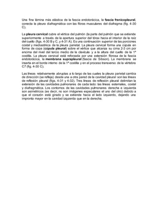 Una fina lámina más elástica de la fascia endotorácica, la fascia frenicopleural,
conecta la pleura diafragmática con las fibras musculares del diafragma (fig. 4-30
C).
La pleura cervical cubre el vértice del pulmón (la parte del pulmón que se extiende
superiormente a través de la apertura superior del tórax hacia el interior de la raíz
del cuello (figs. 4-30 B y C, y 4-31 A). Es una continuación superior de las porciones
costal y mediastínica de la pleura parietal. La pleura cervical forma una cúpula en
forma de copa (cúpula pleural) sobre el vértice que alcanza su cima 2-3 cm por
encima del nivel del tercio medio de la clavícula y a la altura del cuello de la 1ª
costilla. La pleura cervical está reforzada por una extensión fibrosa de la fascia
endotorácica, la membrana suprapleural (fascia de Sibson). La membrana se
inserta en el borde interno de la 1ª costilla y en el proceso transverso de la vértebra
C7 (fig. 4-30 C).
Las líneas relativamente abruptas a lo largo de las cuales la pleura parietal cambia
de dirección (se refleja) desde una a otra pared de la cavidad pleural son las líneas
de reflexión pleural (figs. 4-31 y 4-32). Tres líneas de reflexión pleural delimitan la
extensión de las cavidades pulmonares de cada lado: las líneas esternales, costal
y diafragmática. Los contornos de las cavidades pulmonares derecha e izquierda
son asimétricos (es decir, no son imágenes especulares el uno del otro) debido a
que el corazón está girado y se extiende hacia el lado izquierdo, dejando una
impronta mayor en la cavidad izquierda que en la derecha.
 