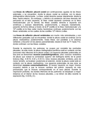 Las líneas de reflexión pleural costal son continuaciones agudas de las líneas
esternales y se encuentran donde la pleura costal se continúa con la pleura
diafragmática inferiormente. La línea costal derecha avanza lateralmente desde la
línea media anterior. Sin embargo, y debido a la existencia del área desnuda del
pericardio en el lado izquierdo, la línea costal izquierda comienza en la línea
medioclavicular; por lo demás, las líneas costales derecha e izquierda son
simétricas y avanzan lateralmente, posteriormente, y después medialmente,
pasando de forma oblicua a través de la 8º costilla en la línea medioclavicular y la
10ª costilla en la línea axilar media, haciéndose continuas posteriormente con las
líneas vertebrales en los cuellos de las costillas 12ª inferior a ellas.
Las líneas de reflexión pleural vertebrales son mucho más redondeadas, y son
reflexiones graduales que se encuentran donde la pleura costal se continúa con la
pleura mediastínica posteriormente. Estas líneas son paralelas a la columna
vertebral y discurren en los planos paravertebrales desde el nivel de T1 hasta T12,
donde continúan con las líneas costales.
Durante la espiración, los pulmones no ocupan por completo las cavidades
pleurales; de este modo, la pleura diafragmática periférica está en contacto con las
porciones más inferiores de la pleura costal. Los espacios pleurales potenciales en
esa zona se denominan recesos costodiafragmáticos, unos «surcos» revestidos
de pleura que rodean la convexidad superior del diafragma dentro de la pared
torácica (figs. 4-30 B, 4-32 y 4-33 C). Unos recesos pleurales similares, pero de
menor tamaño, se localizan posteriores al esternón, donde la pleura costal está en
contacto con la pleura mediastínica. Los espacios potenciales de esa zona se
denominan recesos costomediastínicos. El receso izquierdo es mayor (menos
ocupado) debido a que la incisura cardíaca del pulmón izquierdo es más
pronunciada que la incisura correspondiente en el saco pleural. Durante la
inspiración profunda, los bordes inferiores de los pulmones se desplazan a mayor
distancia en el interior de los recesos pleurales, y se retiran de ellos durante la
espiración (fig. 4-33 B y C).
 