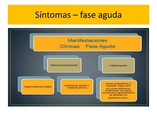 Síntomas – fase aguda
 