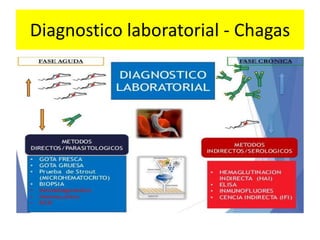Diagnostico laboratorial - Chagas
 