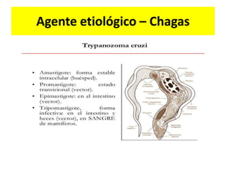Agente etiológico – Chagas
 