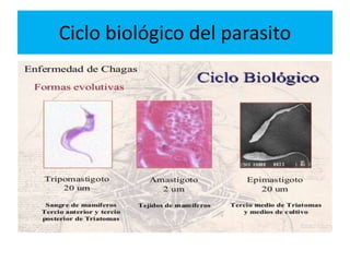 Ciclo biológico del parasito
 