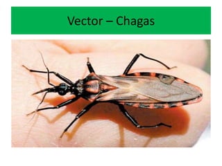 Vector – Chagas
 