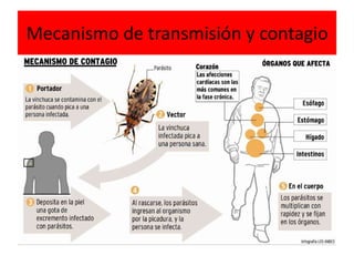 Mecanismo de transmisión y contagio
 