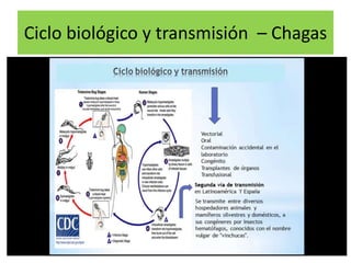 Ciclo biológico y transmisión – Chagas
 
