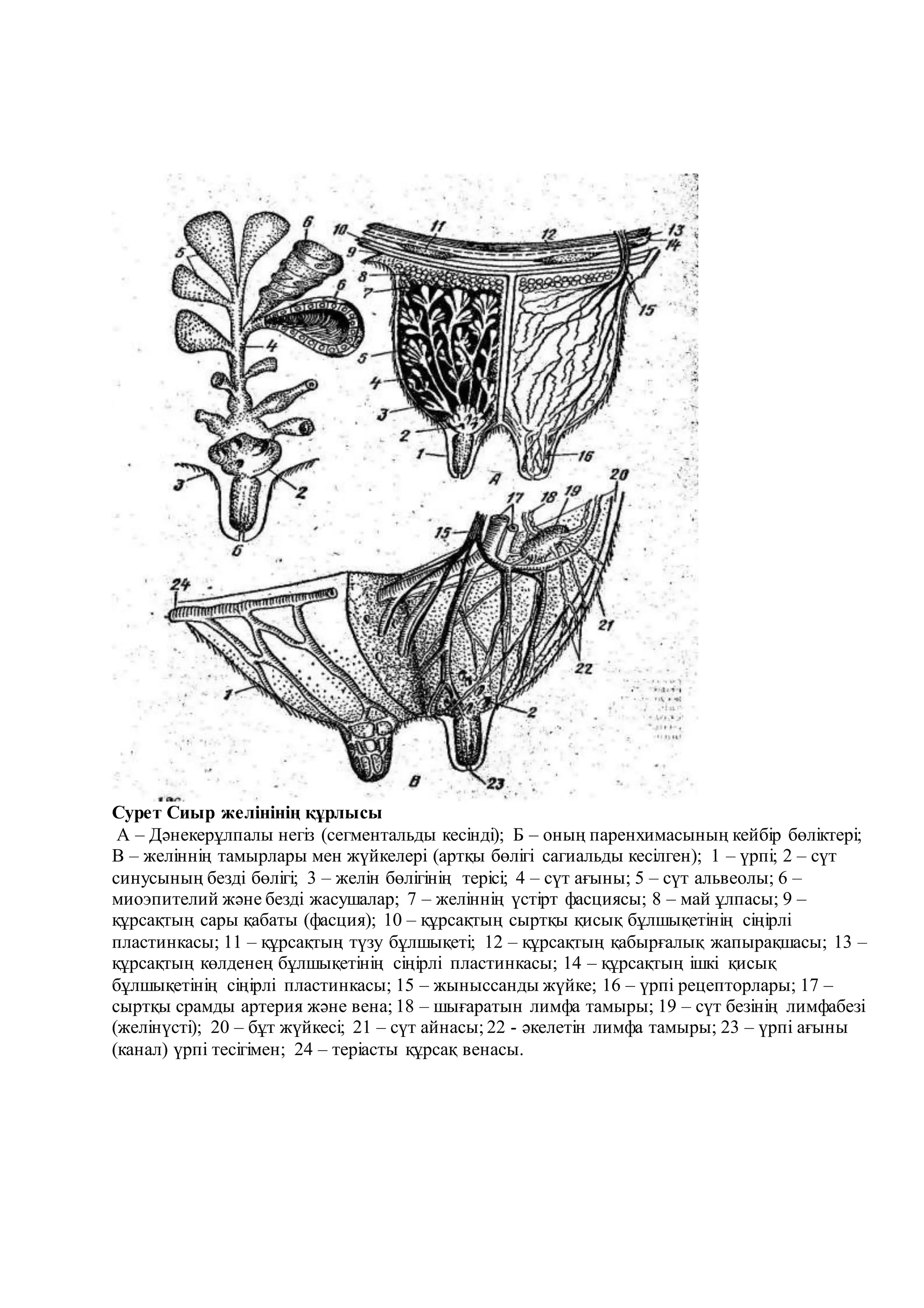 Қисық бөксе Қисық бөксе