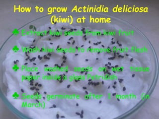 How to grow Actinidia deliciosa
(kiwi) at home
♣ Extract kiwi seeds from kiwi fruit
♣ Wash kiwi seeds to remove fruit flesh
♣ Place washed seeds on wet tissue
paper inside a glass Petridish
♣ Seeds germinate after 1 month (in
March)
 