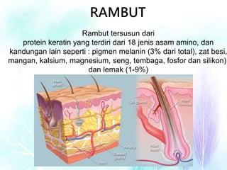 Hormon Rambut 1. pendahuluan dan anatomi kulit rambut | PPT